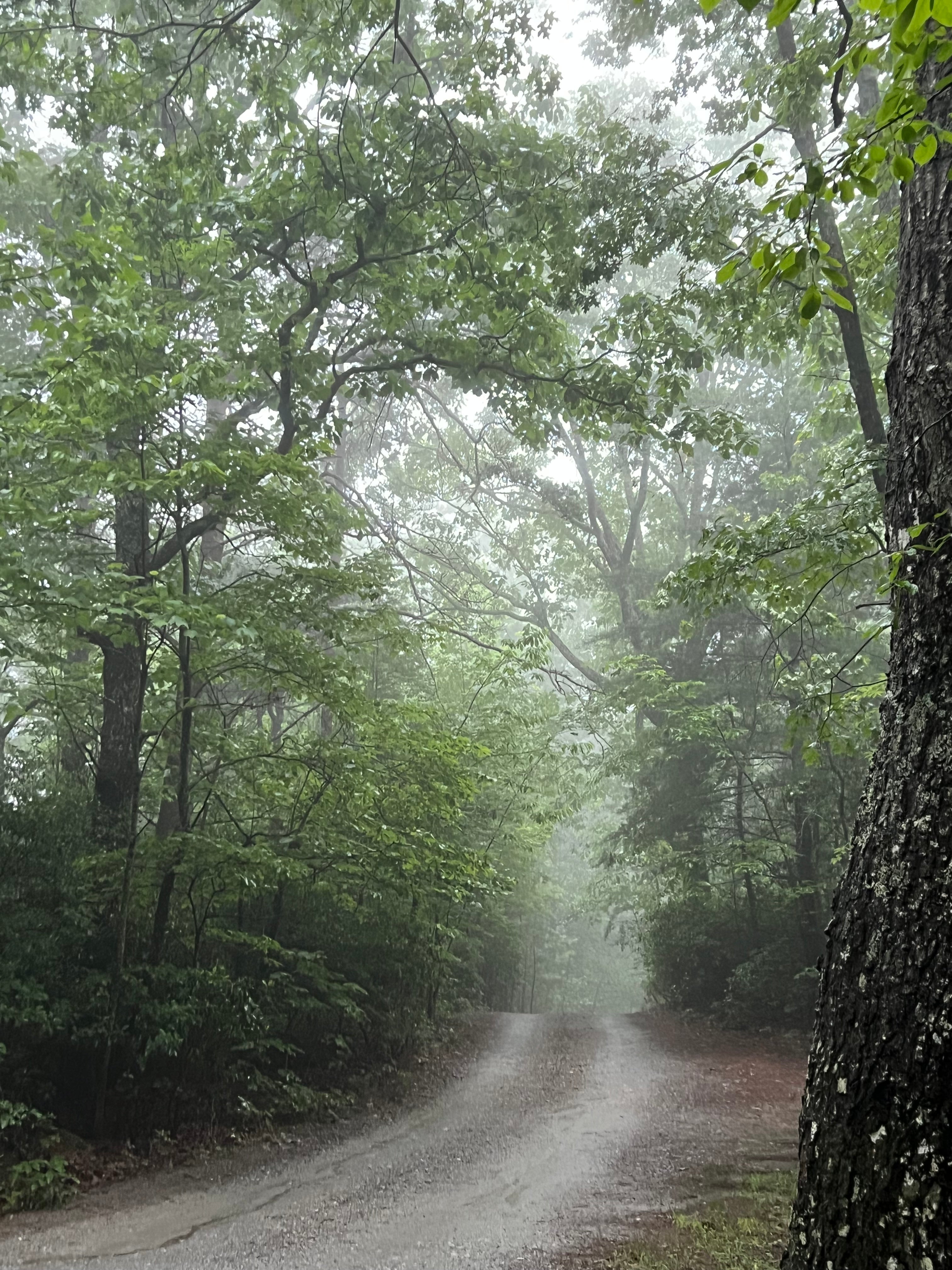 Walk in the North Georgia Mountains